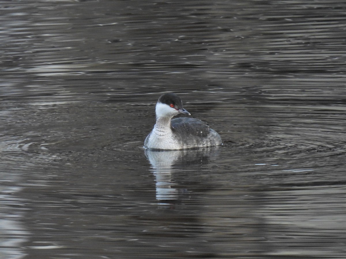 Horned Grebe - ML301610791