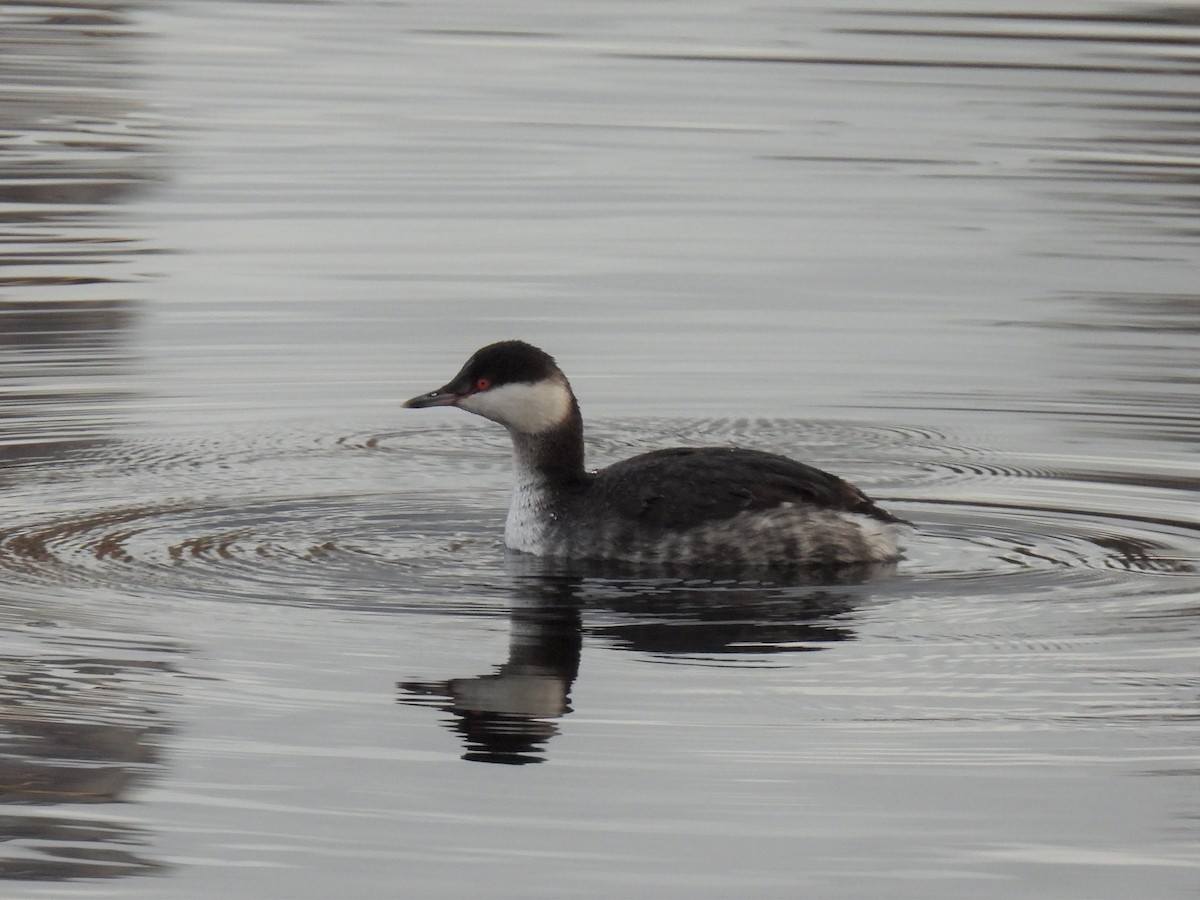 Horned Grebe - ML301611671