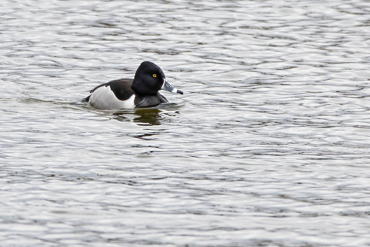 Ring-necked Duck - Matthew Plante