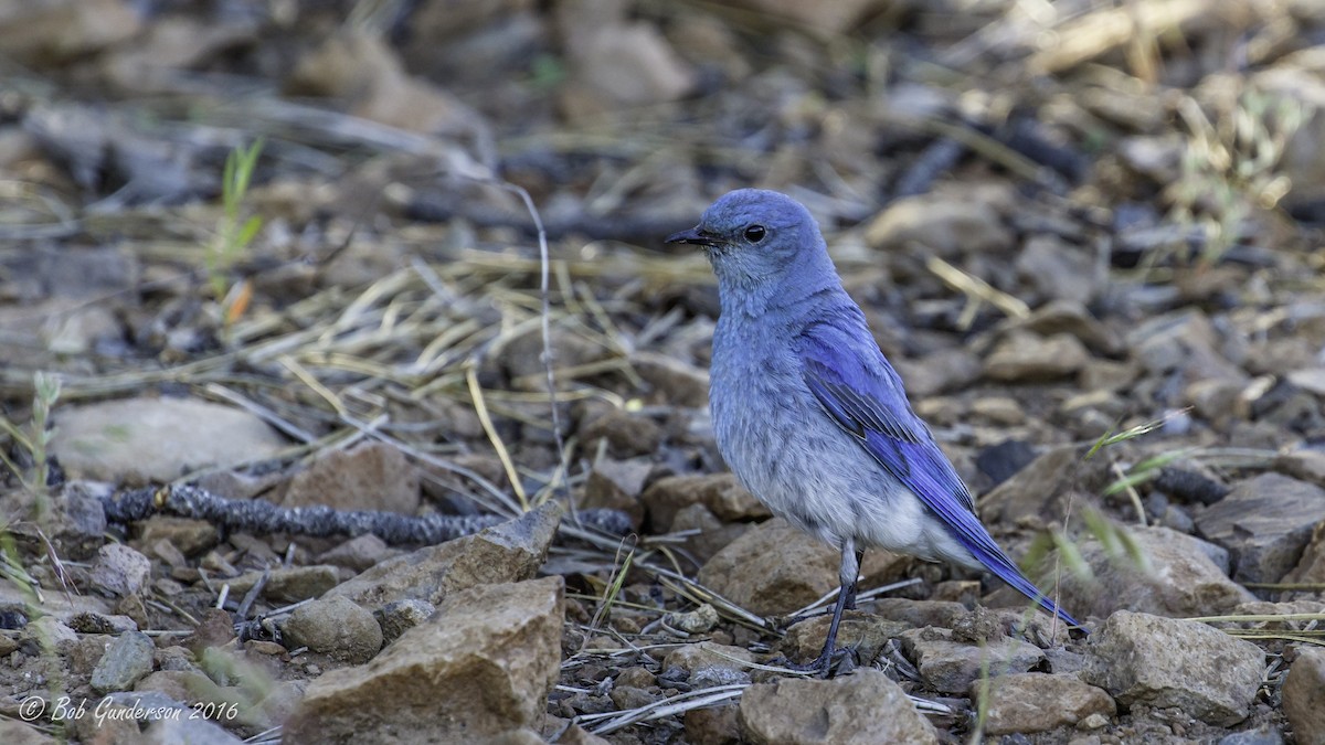 Mountain Bluebird - Rob Cullison