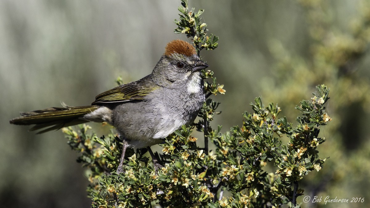 Green-tailed Towhee - ML30161291