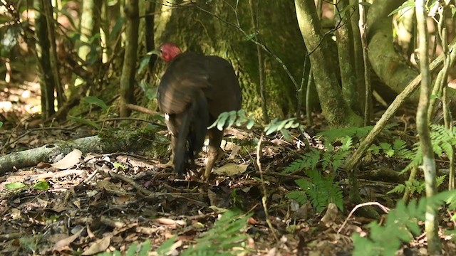 Australian Brushturkey - ML301613361