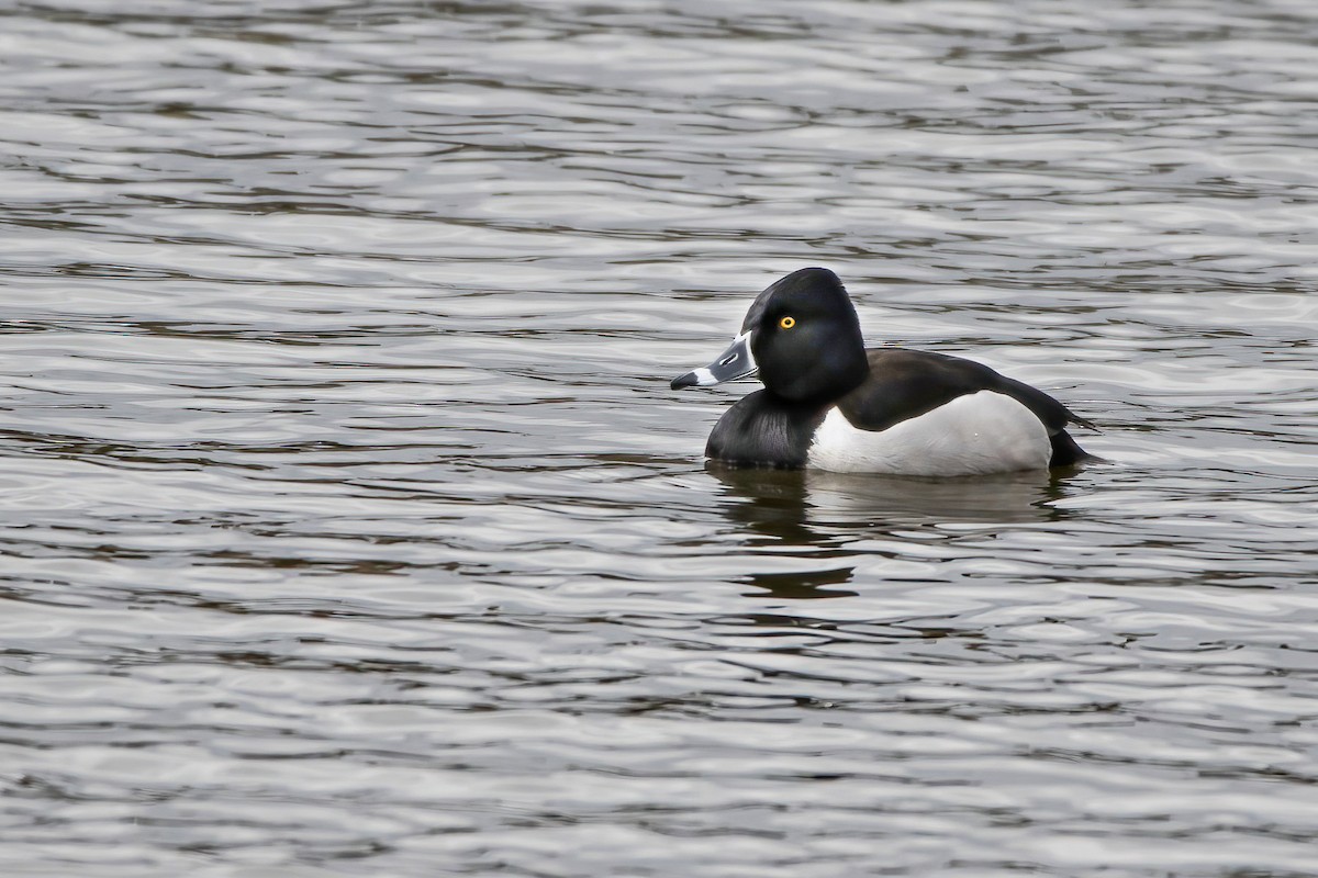 Ring-necked Duck - Matthew Plante