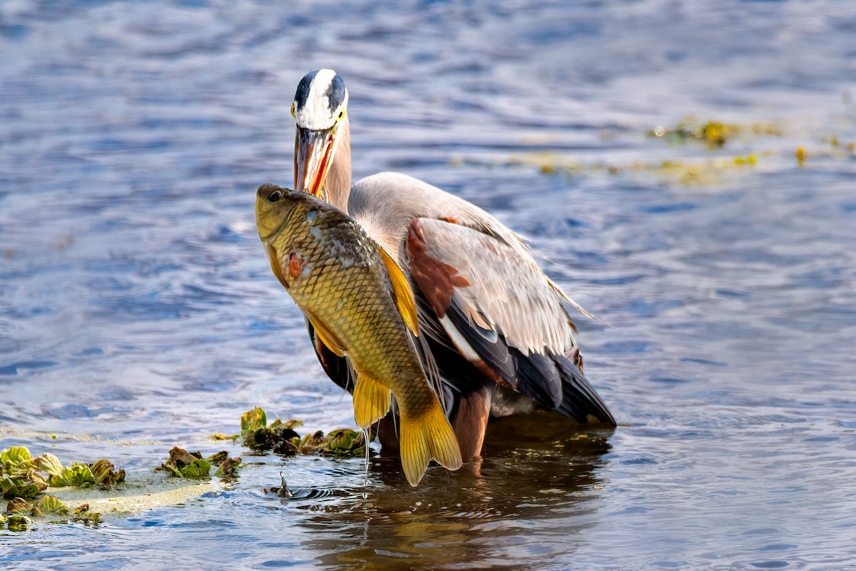 Great Blue Heron - Nina Ehmer