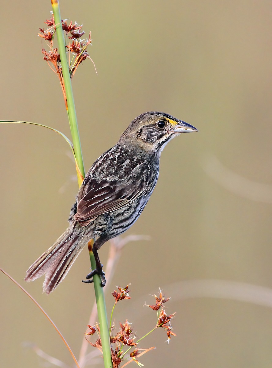 Seaside Sparrow (Cape Sable) - Andrew Spencer