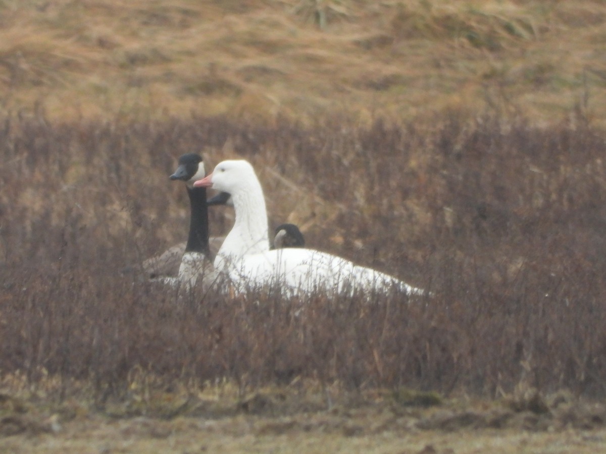 Graylag Goose (Domestic type) - ML301615211