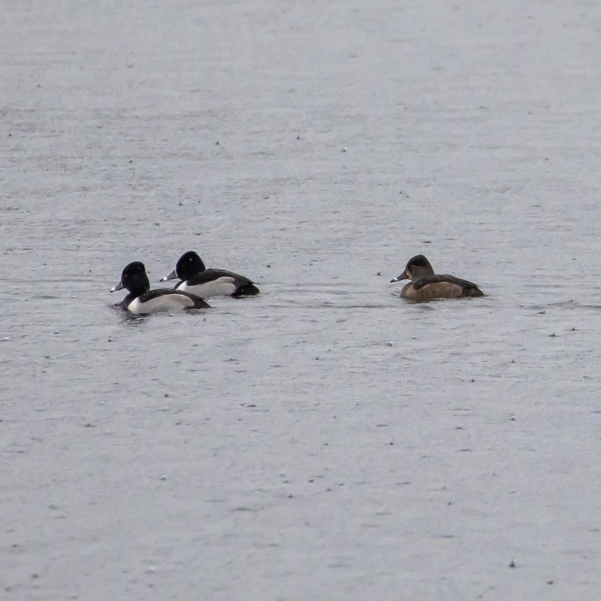 Ring-necked Duck - ML301615971