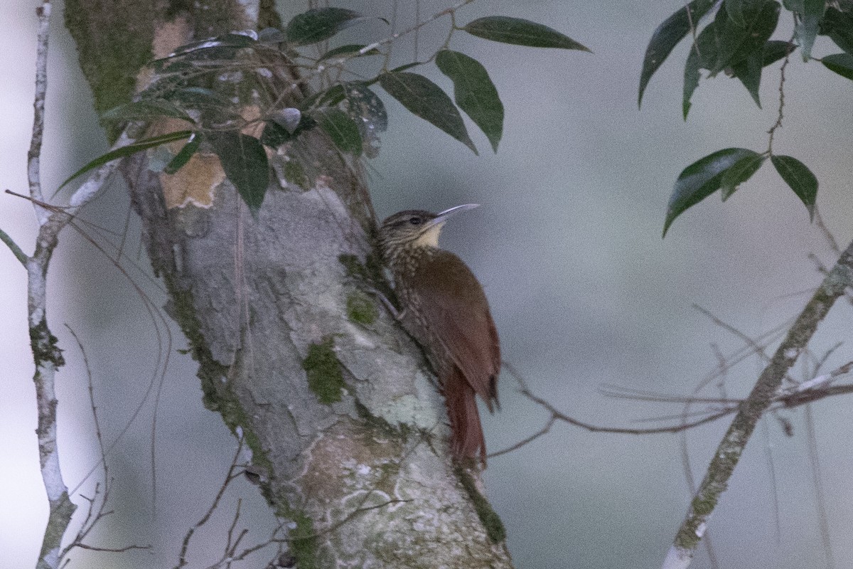 Spot-crowned Woodcreeper - ML301616011