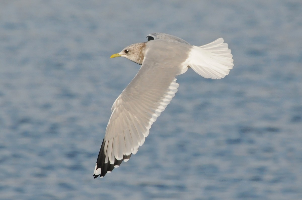 Short-billed Gull - ML301616241