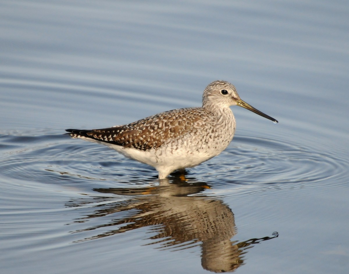 Greater Yellowlegs - ML301616731