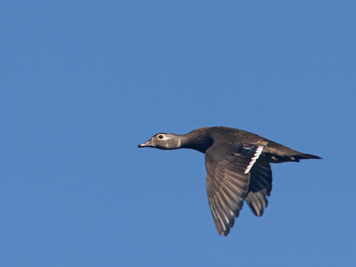 Wood Duck - Larry Therrien