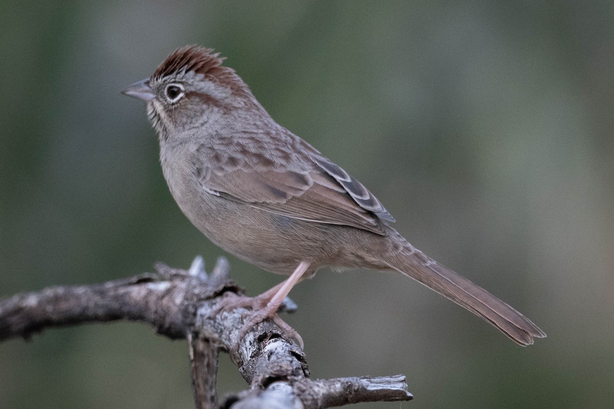 Rufous-crowned Sparrow - ML301617991