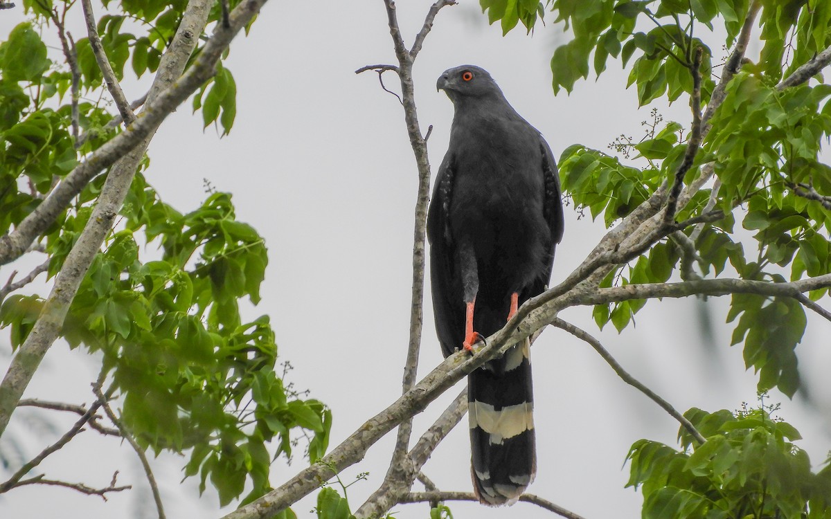 Crane Hawk - ML301618031