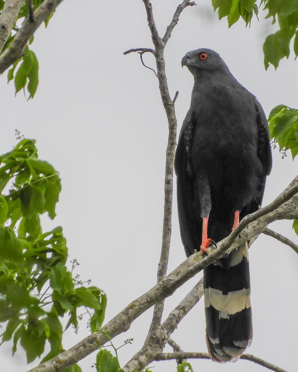 Crane Hawk - ML301618041