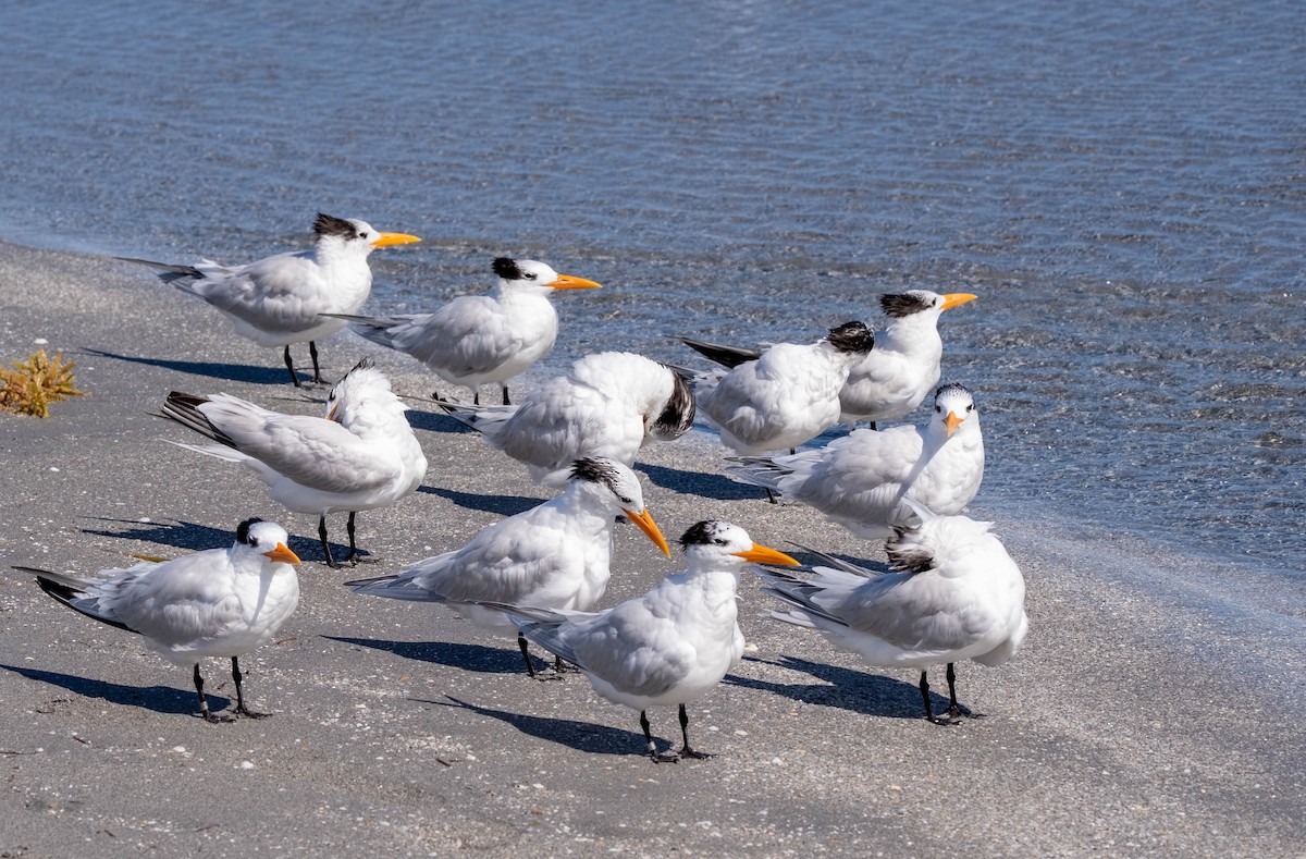 kongeterne - ML301618631