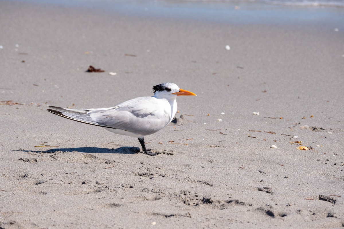 Royal Tern - ML301618651