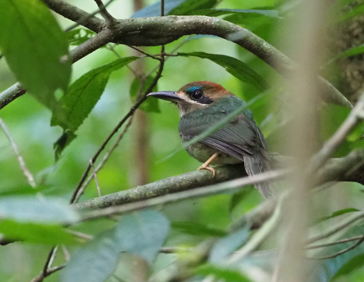 Tody Motmot - ML301619221