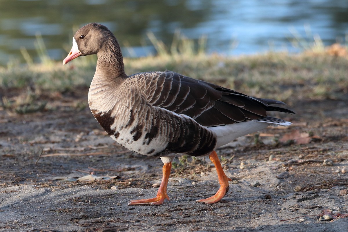 Greater White-fronted Goose - ML301619251