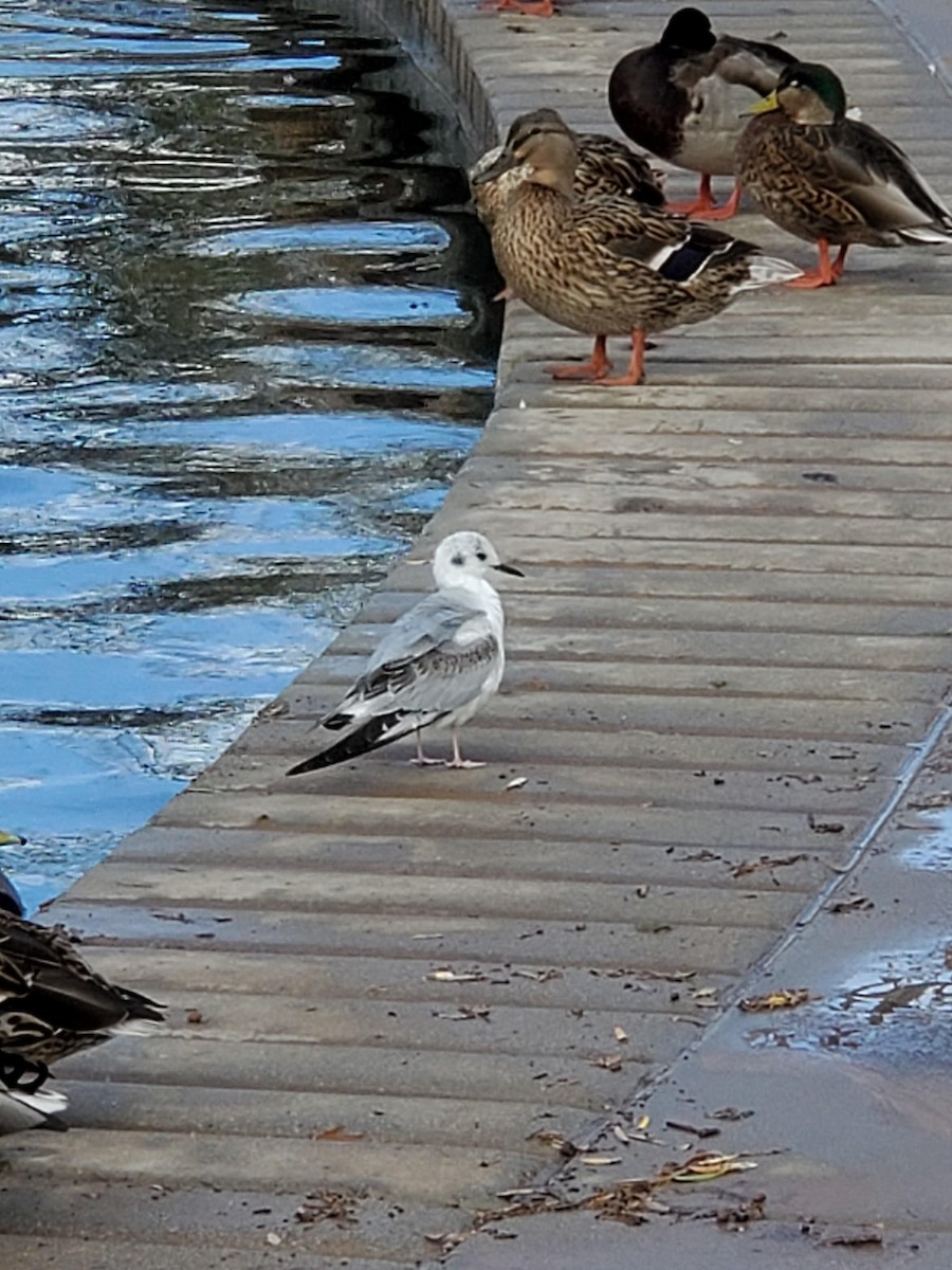 Bonaparte's Gull - ML301619431