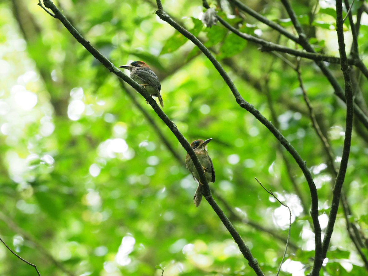 Tody Motmot - ML301619531