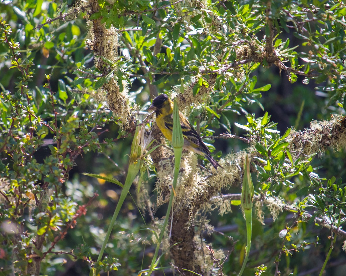 Black-chinned Siskin - ML301620321