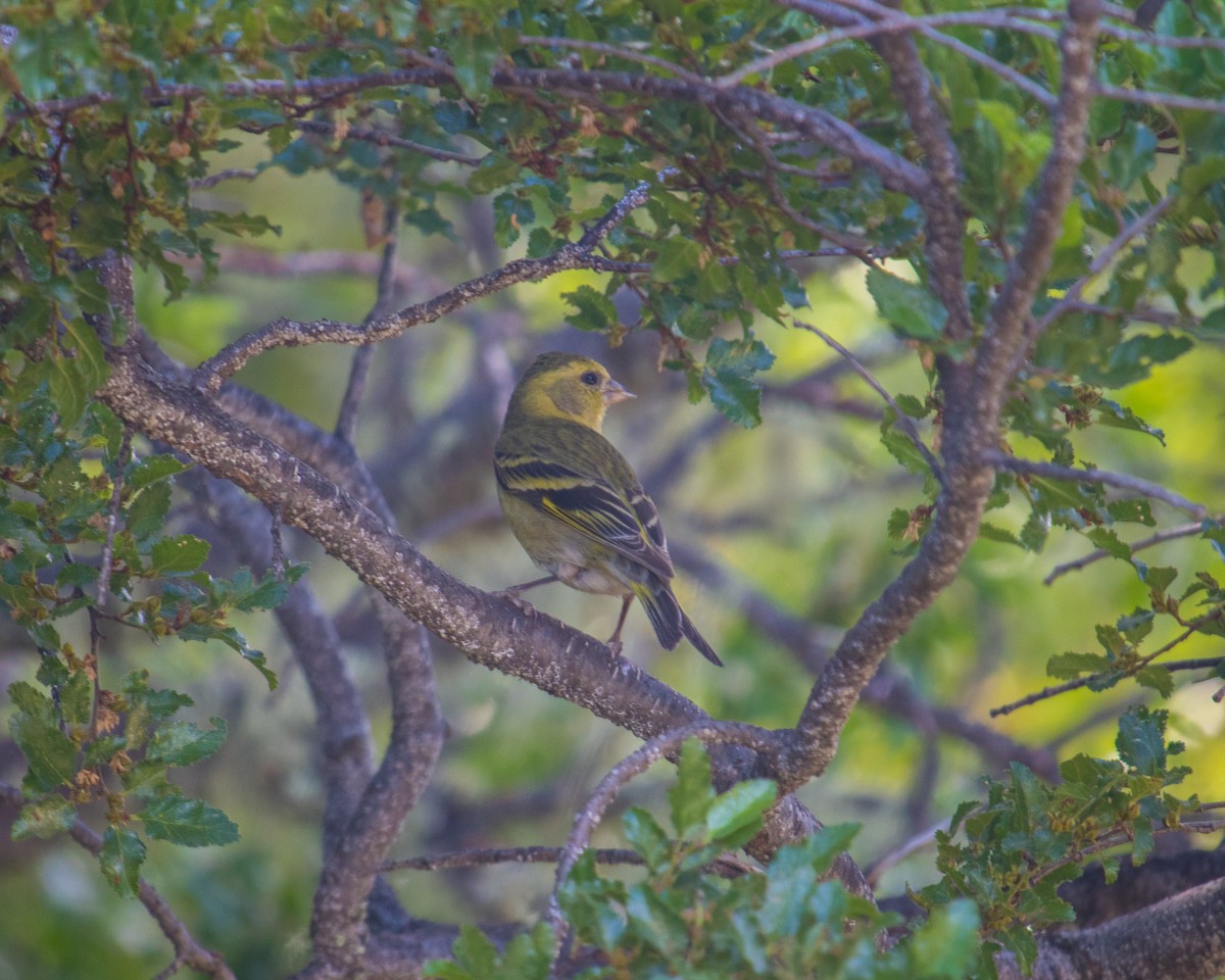 Black-chinned Siskin - ML301620391