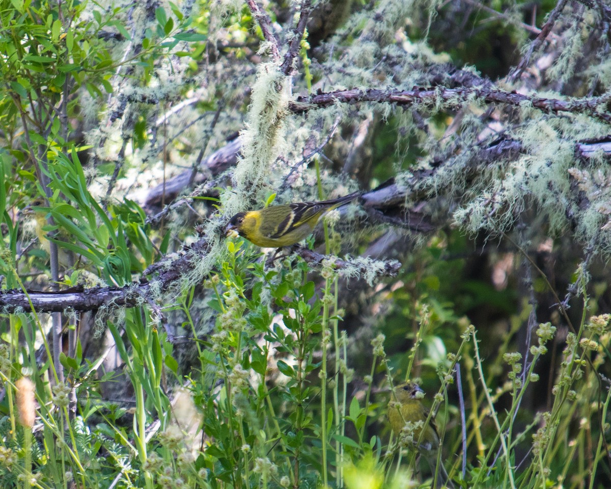 Black-chinned Siskin - ML301620421