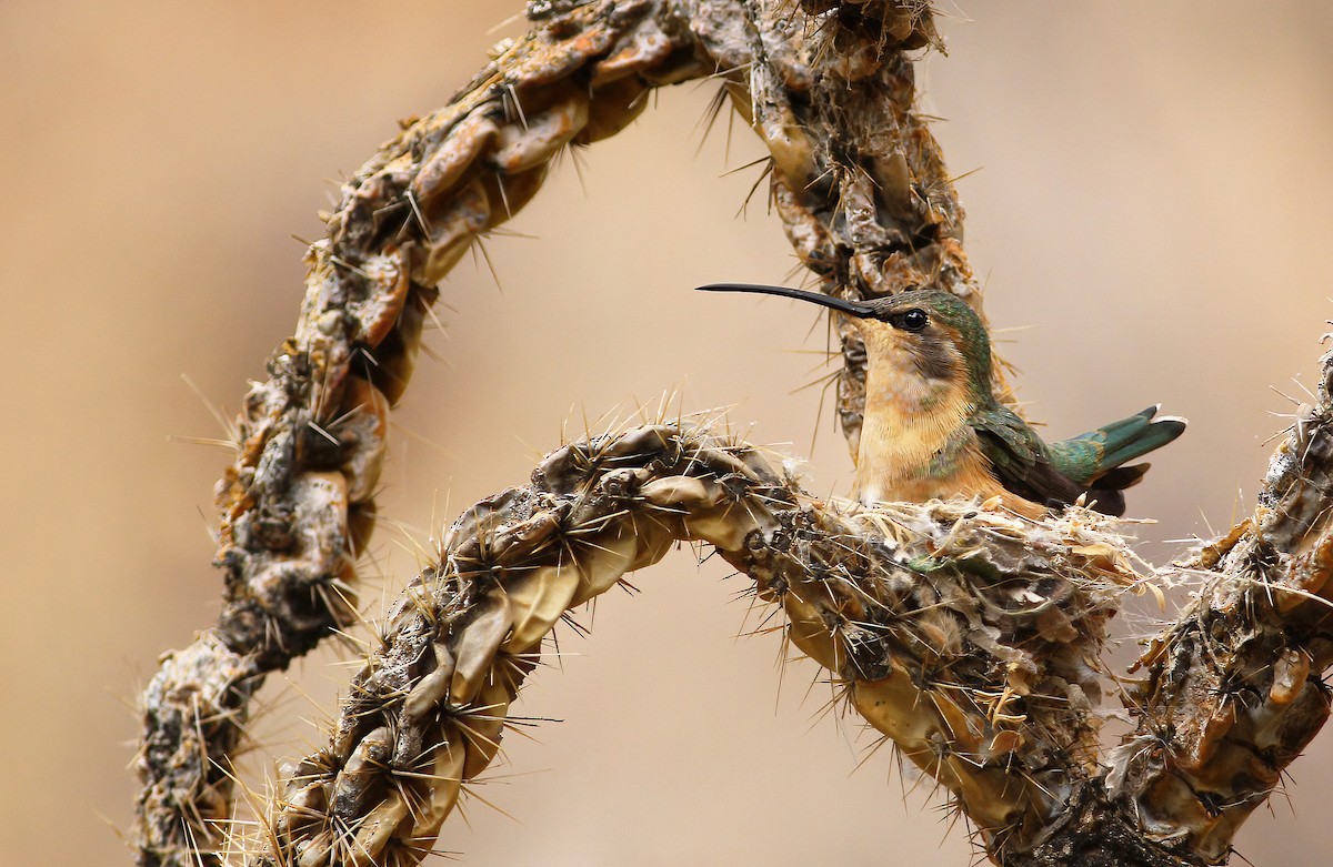 Lucifer Hummingbird - Andrew Spencer