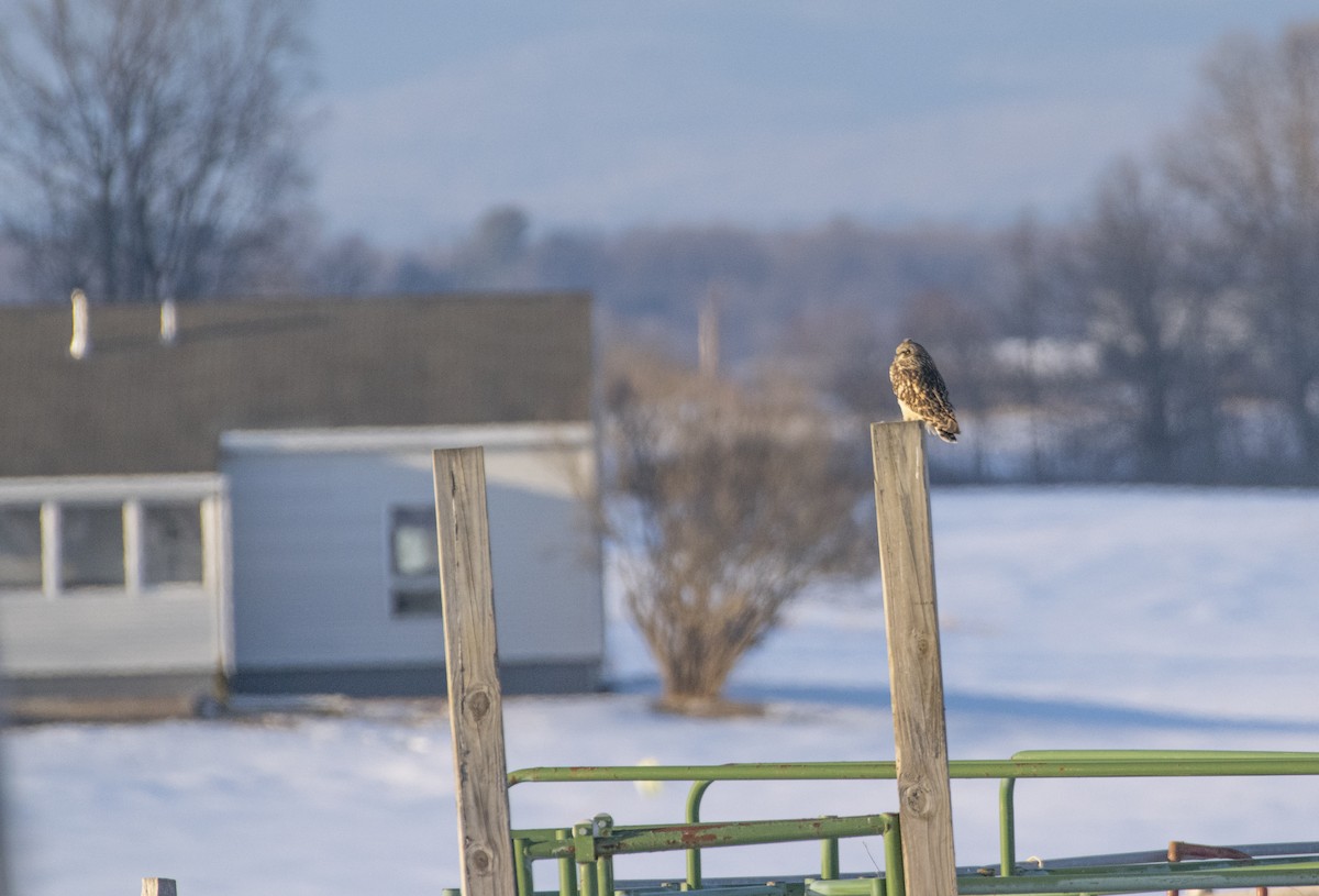 Short-eared Owl (Northern) - ML301621171
