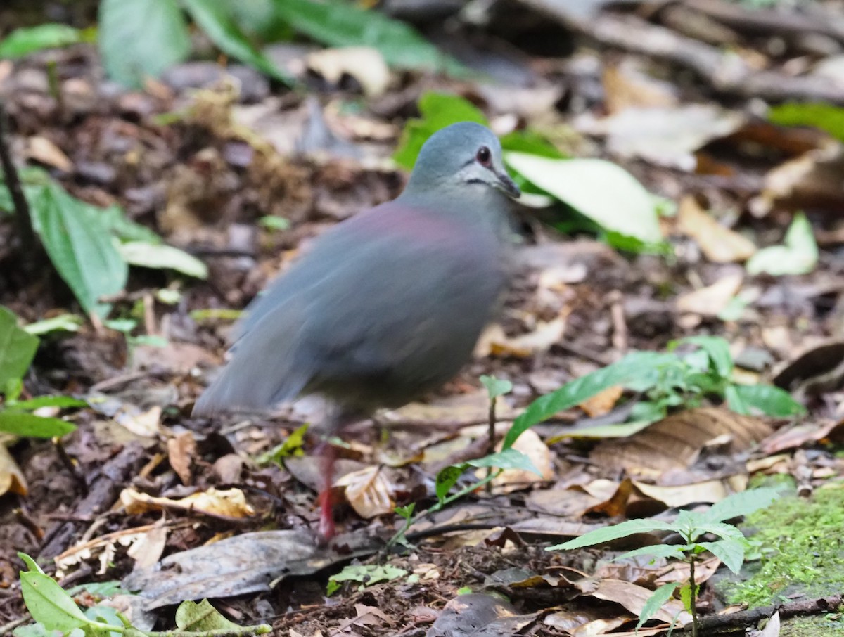 Purplish-backed Quail-Dove - Stephan Lorenz