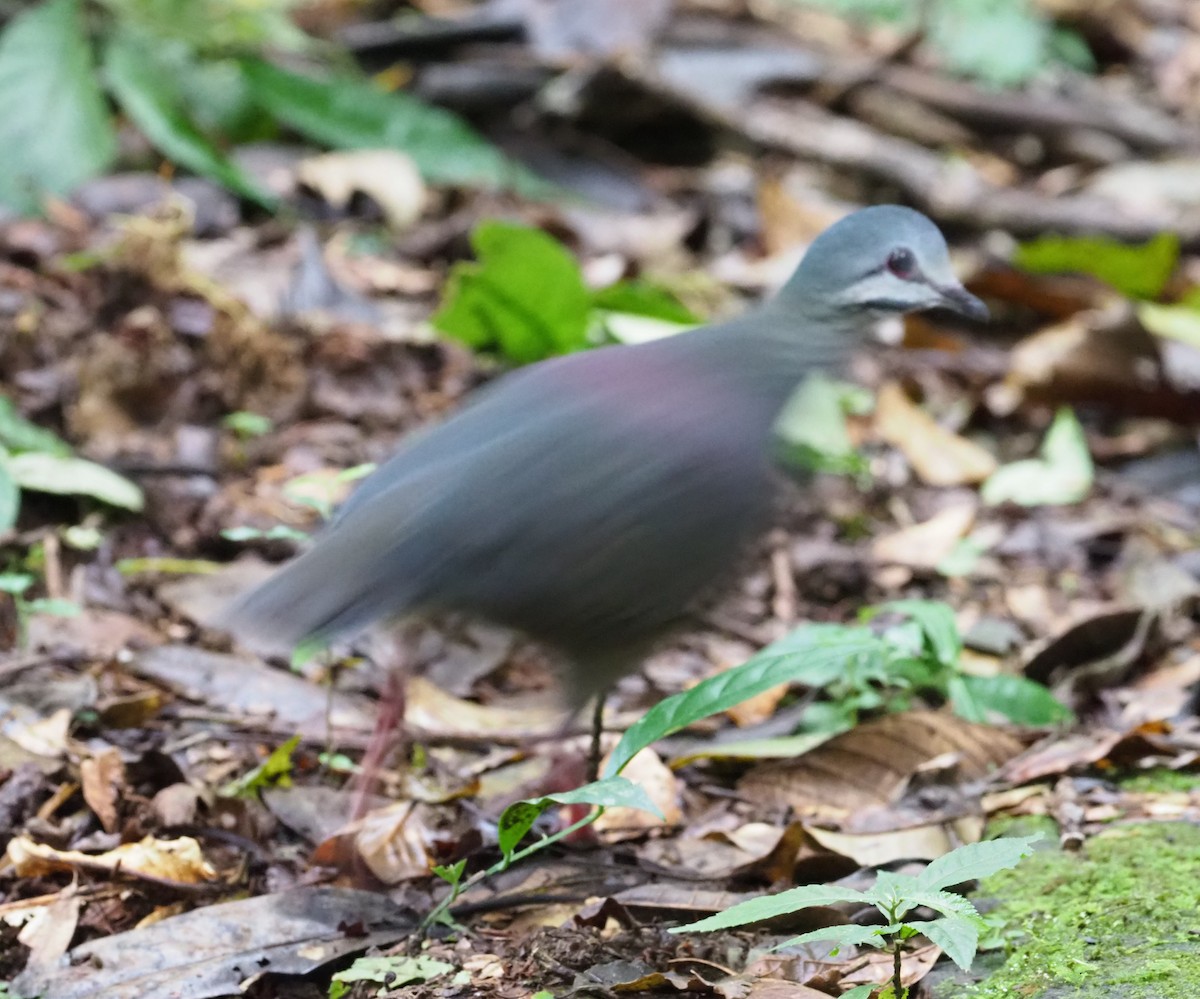 Purplish-backed Quail-Dove - Stephan Lorenz