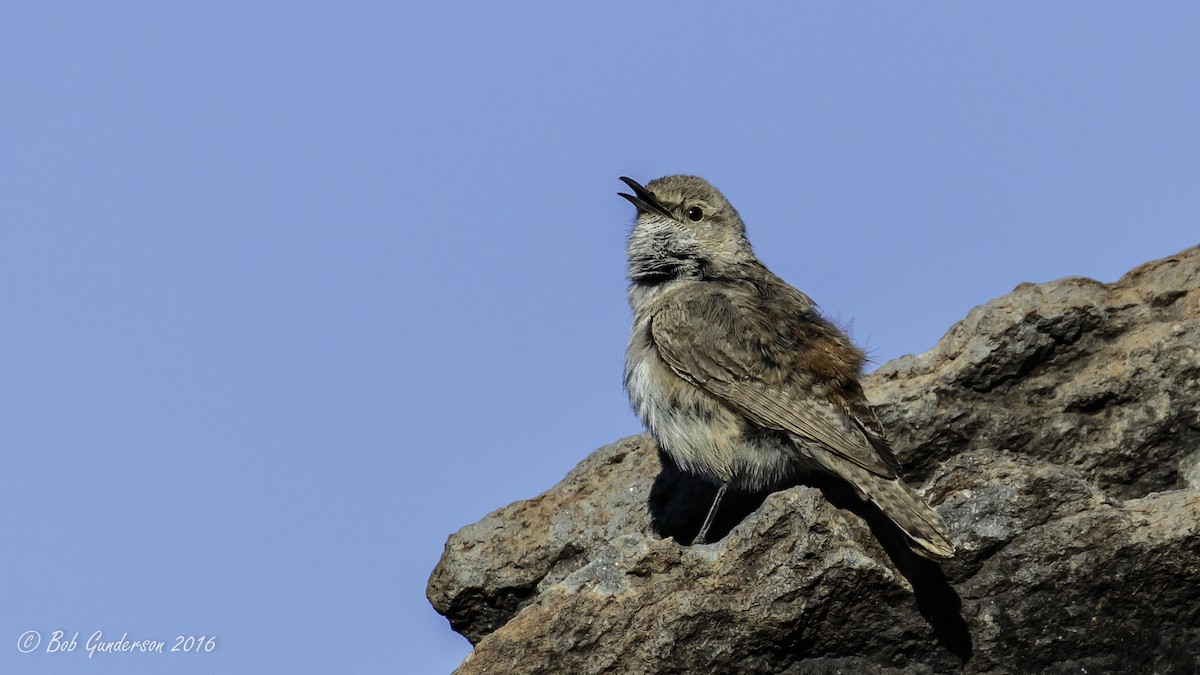 Rock Wren - Rob Cullison