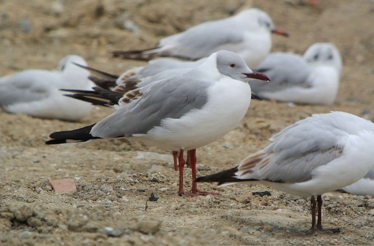 Gray-hooded Gull - ML301623201