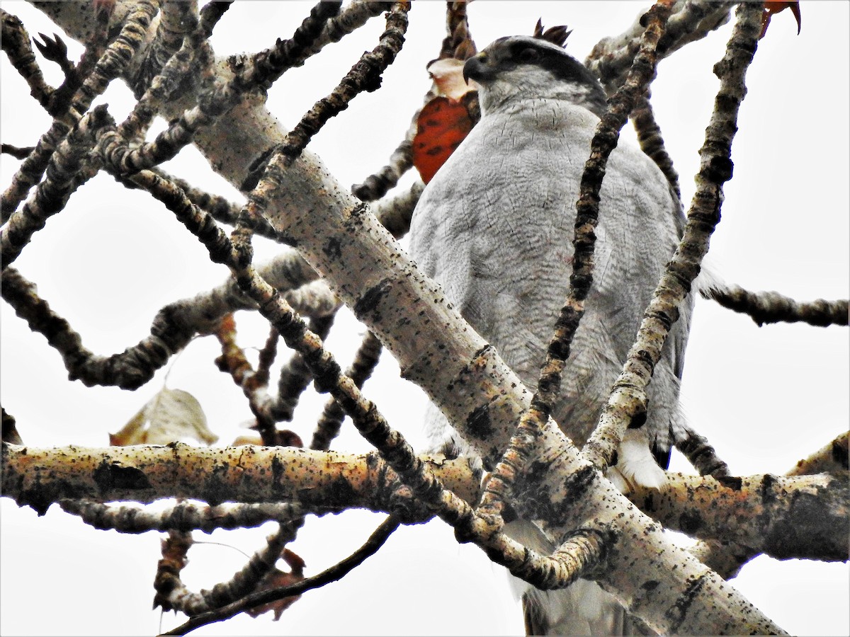 American Goshawk - ML301627041