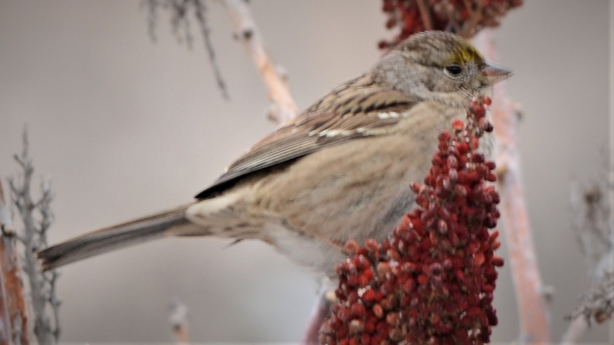 Golden-crowned Sparrow - ML301627051