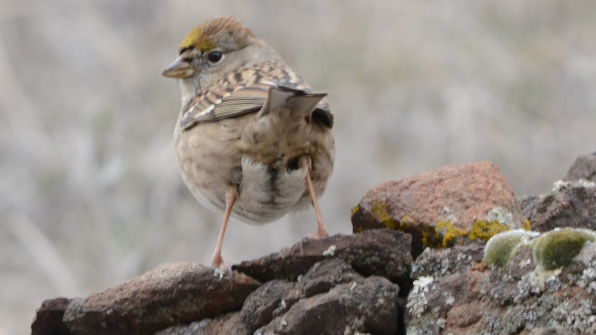 Golden-crowned Sparrow - ML301627061