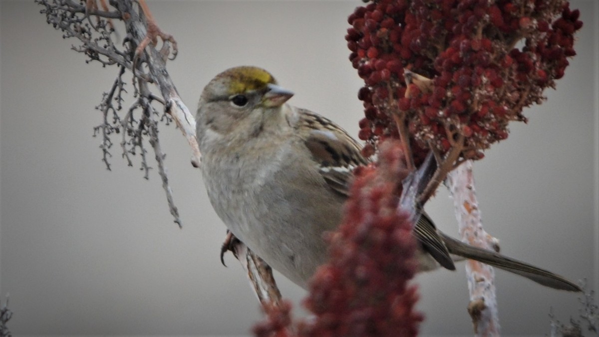 Golden-crowned Sparrow - ML301627071