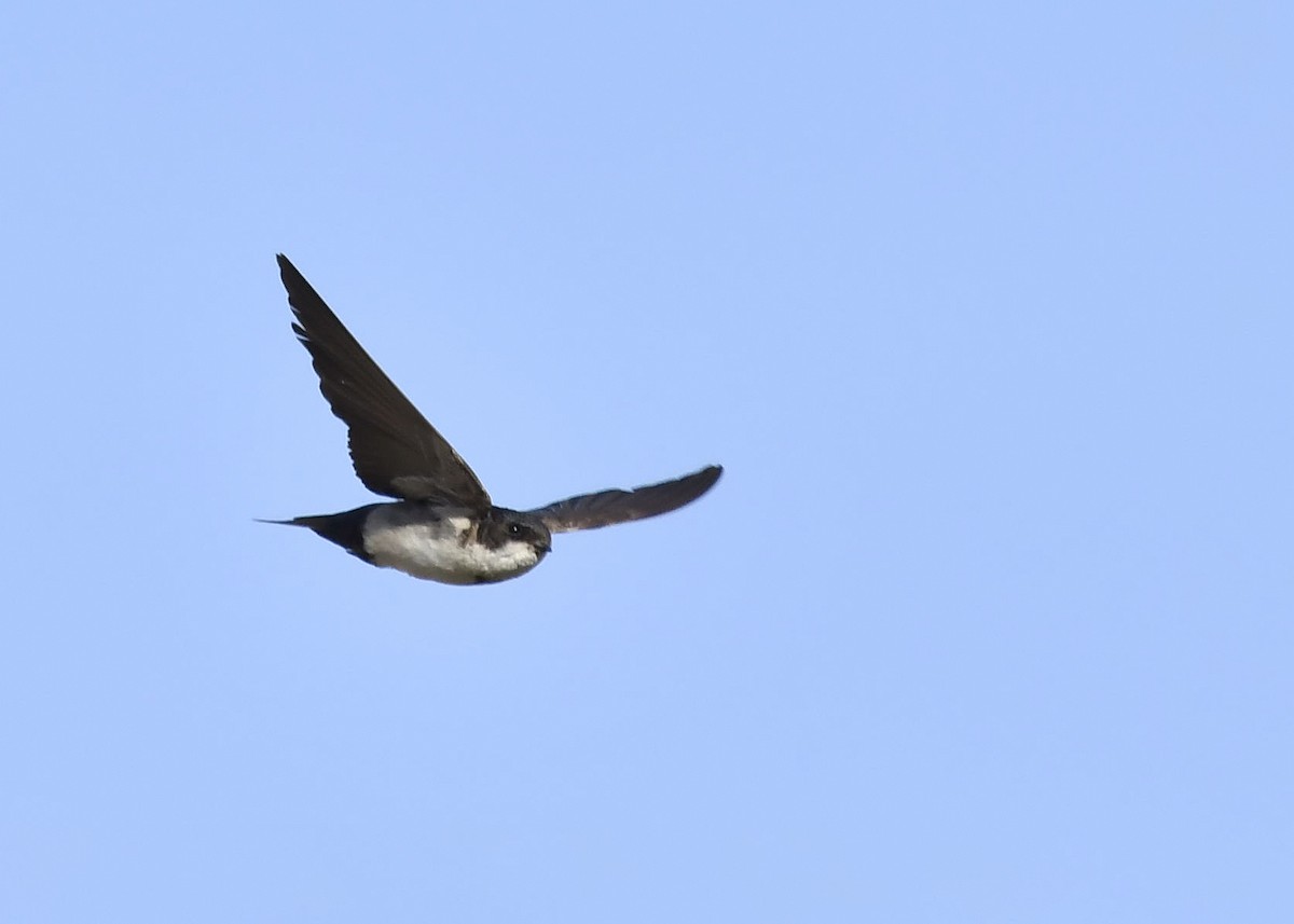 Blue-and-white Swallow - ML301627181