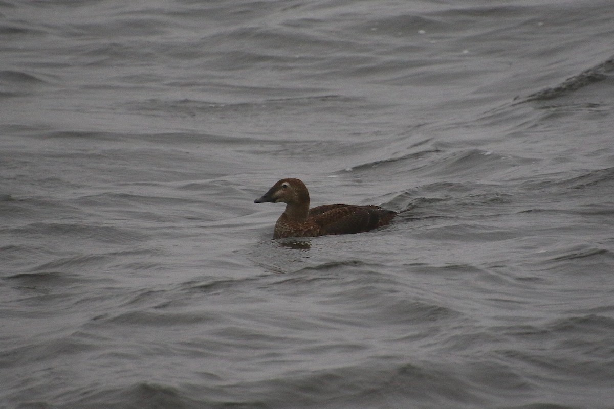 King Eider - ML301627781