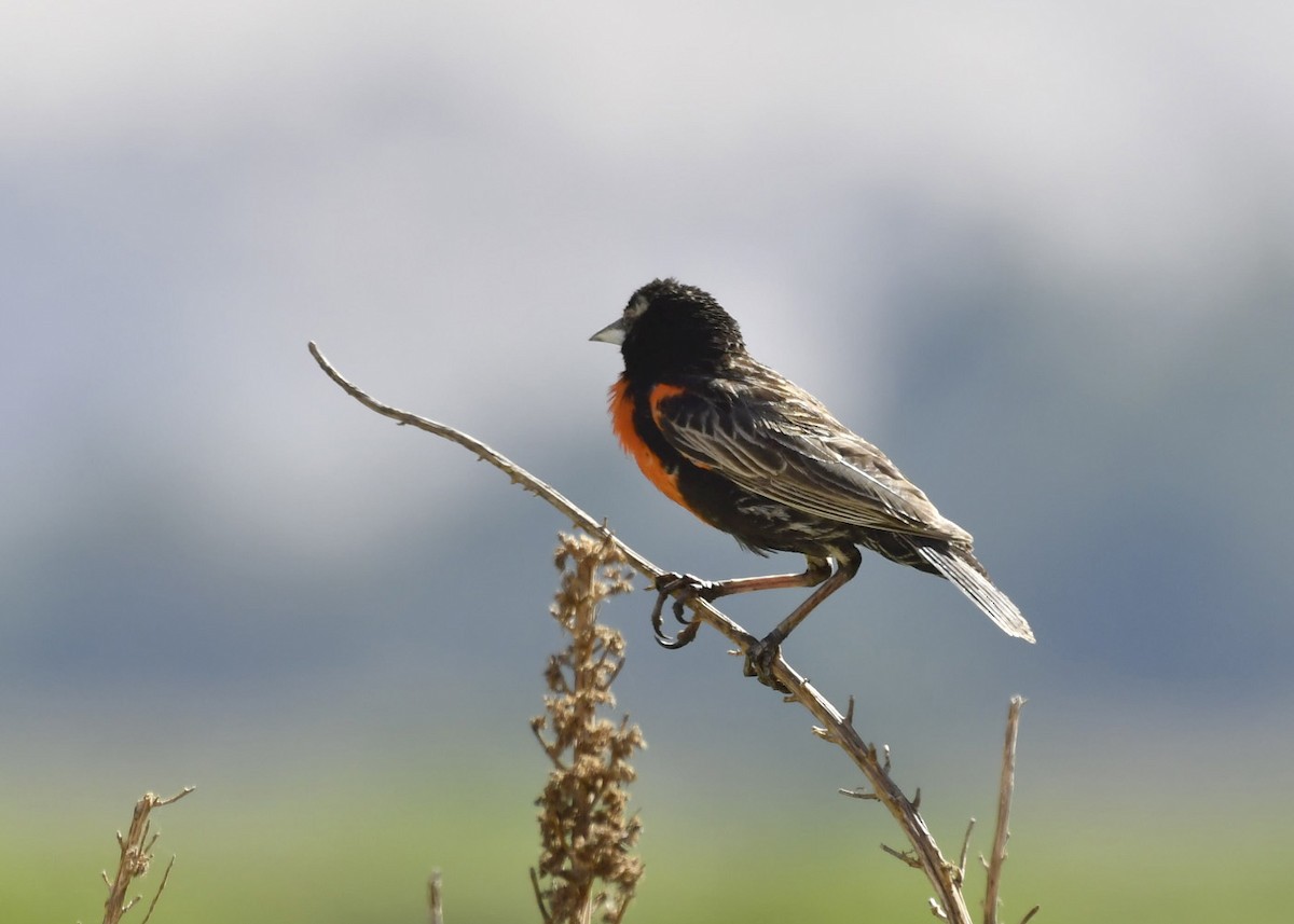 Peruvian Meadowlark - ML301628291