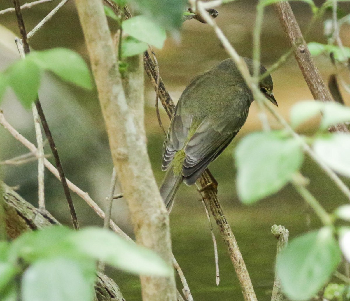 Orange-crowned Warbler - ML301629621