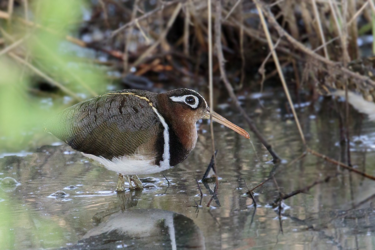 Greater Painted-Snipe - ML301631171