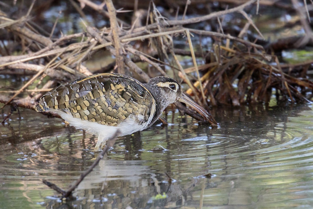 Greater Painted-Snipe - ML301631181