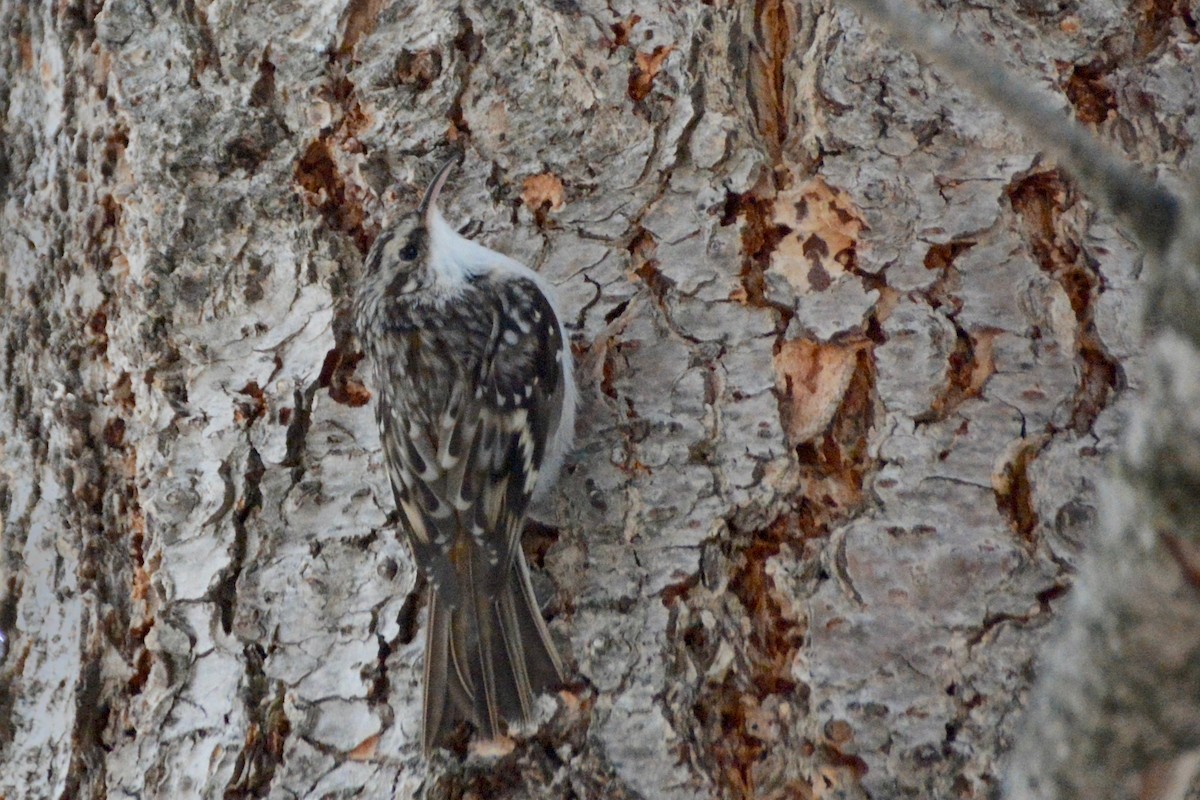 Brown Creeper - Larry Halverson