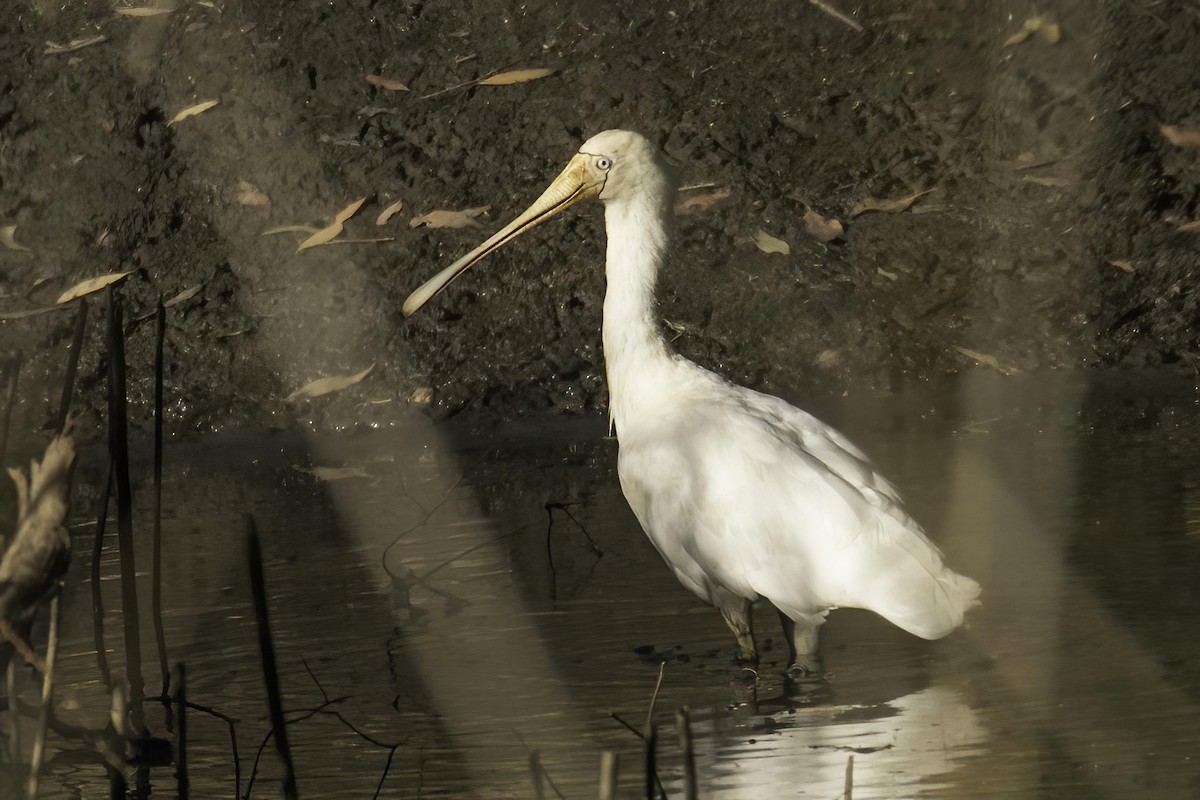 Yellow-billed Spoonbill - ML301638011