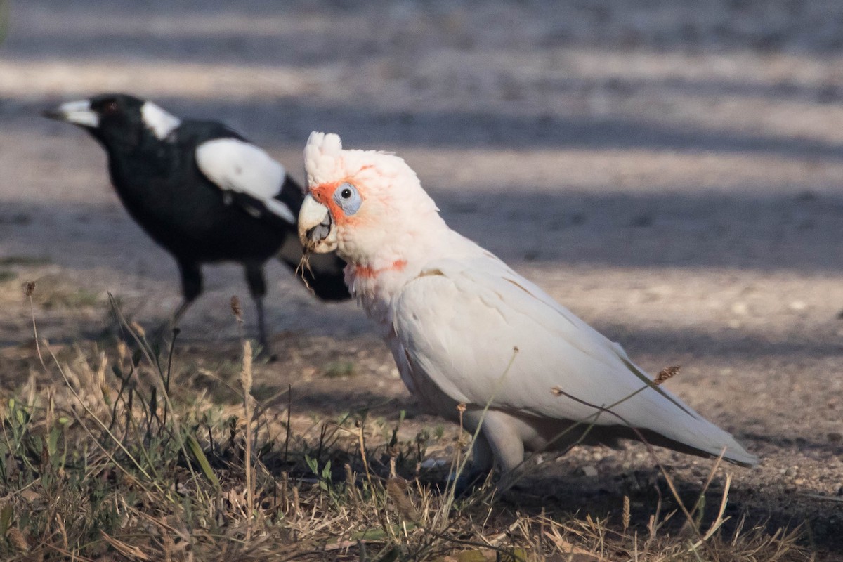 Long-billed Corella - ML301638061
