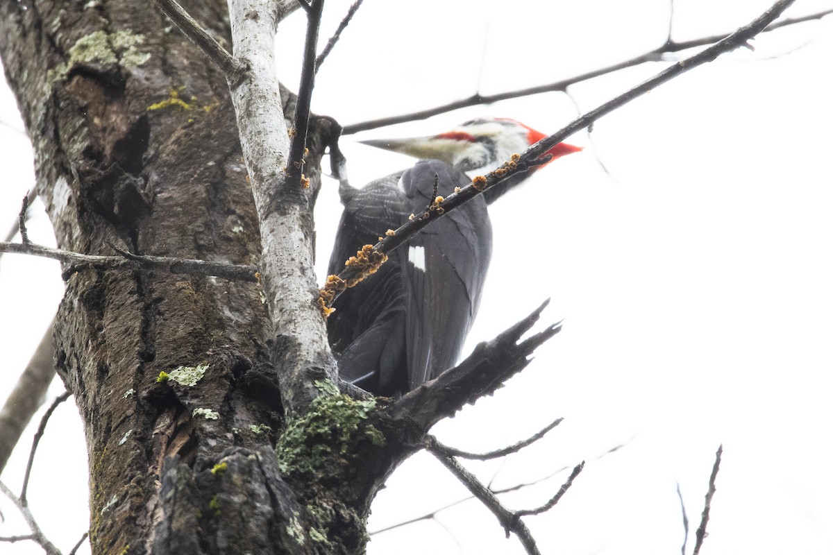 Pileated Woodpecker - ML301639071