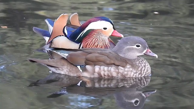 Mandarin Duck - ML301639931