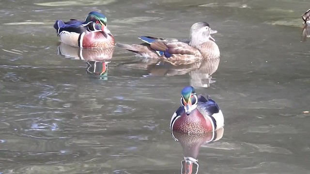 Wood Duck - ML301640381