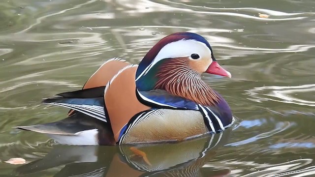 Canard mandarin - ML301640431